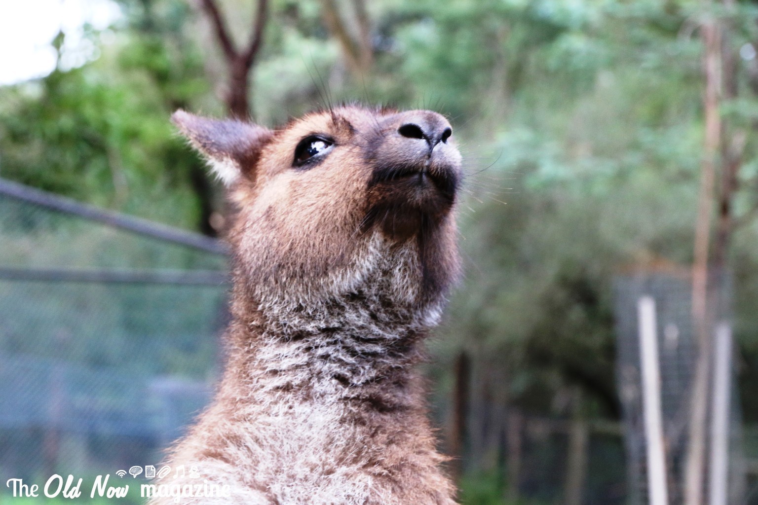 Healesville Sanctuary THEOLDNOW (13)