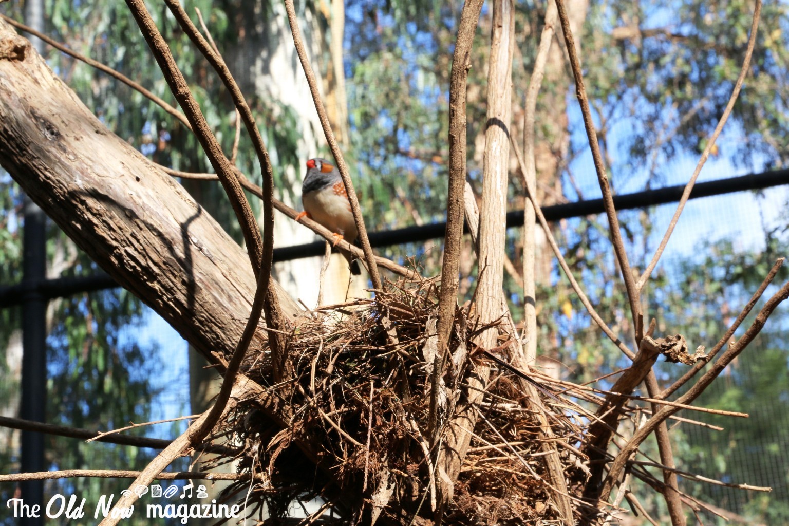 Healesville Sanctuary THEOLDNOW (189)