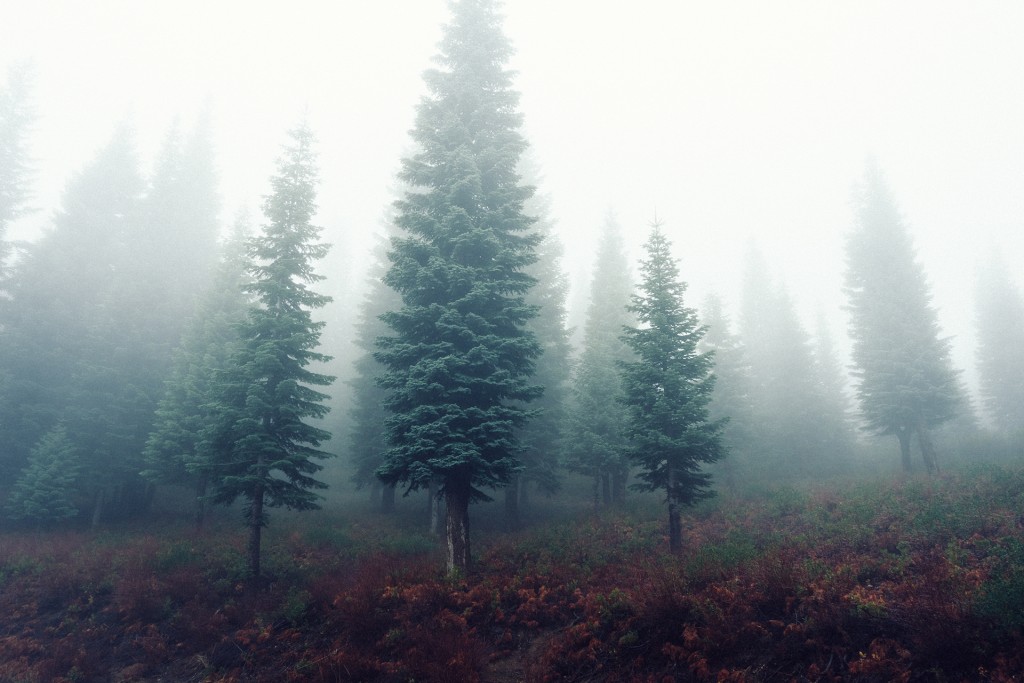 mistyforest