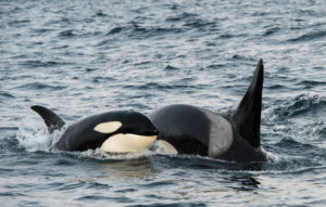 orca pumps